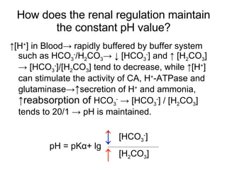 How does the renal regulation maintain the constant pH value? ↑ [H + ] in Blood-> rapidly buffered by buffer system such as HCO 3 - /H 2 CO 3 -> ↓ [HCO 3 - ] and ↑ [H 2 CO 3 ] -> [HCO 3 - ]/[H 2 CO 3 ] tend to decrease, while ↑[H + ] can stimulate the activity of CA, H + -ATPase and glutaminase-> ↑ secretion of H +  and ammonia,  ↑reabsorption of  HCO 3 -  -> [HCO 3 - ] / [H 2 CO 3 ] tends to 20/1 -> pH is maintained. ↑ ↑ pH = pK α + lg [HCO 3 - ] [H 2 CO 3 ] ↓ 