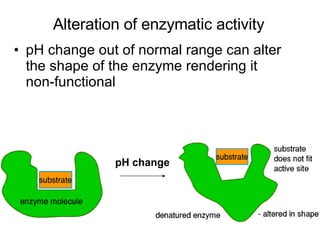Alteration of enzymatic activity pH change out of normal range can alter the shape of the enzyme rendering it non-functional pH change 