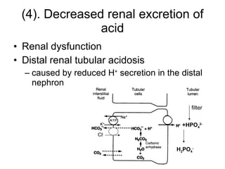 (4). Decreased renal excretion of acid Renal dysfunction Distal renal tubular acidosis caused by reduced H +  secretion in the distal nephron Cl - +HPO 4 2- H 2 PO 4 - filter 