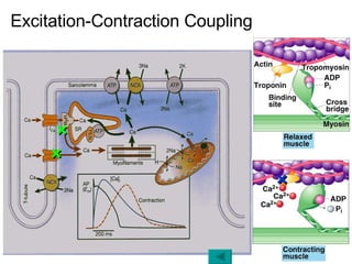 Excitation-Contraction Coupling × × × 