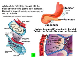 Alkaline tide: net HCO 3 -  release into the blood stream during gastric acid  secretion Sustaining factor:  hypokalemia,hypochloremia and hypovolemia  chyme 