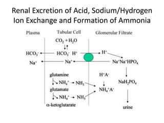 Renal Excretion of Acid, Sodium/Hydrogen
Ion Exchange and Formation of Ammonia
 