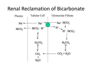 Renal Reclamation of Bicarbonate
 