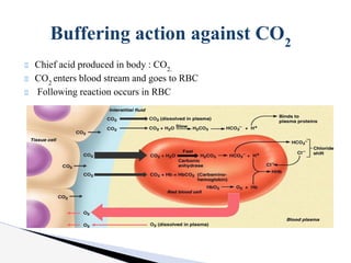 Chief acid produced in body : CO2.
CO2
enters blood stream and goes to RBC
Following reaction occurs in RBC
Buffering action against CO2
 