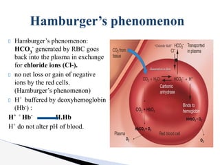 Hamburger’s phenomenon:
HCO3
-
generated by RBC goes
back into the plasma in exchange
for chloride ions (Cl-).
no net loss or gain of negative
ions by the red cells.
(Hamburger’s phenomenon)
H+
buffered by deoxyhemoglobin
(Hb-
) :
H+ +
Hb-
H.Hb
H+
do not alter pH of blood.
Hamburger’s phenomenon
 