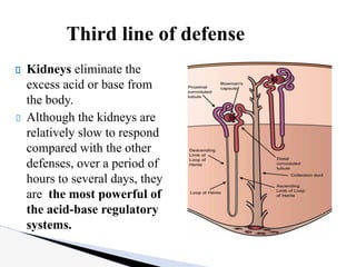 Kidneys eliminate the
excess acid or base from
the body.
Although the kidneys are
relatively slow to respond
compared with the other
defenses, over a period of
hours to several days, they
are the most powerful of
the acid-base regulatory
systems.
Third line of defense
 