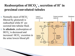 Normally most of HCO3
-
filtered by glomeruli is
reabsorbed while H+
are
secreted into tubular fluid.
In alkalosis ,reabsorption of
HCO3
-
is decreased and
increased HCO3
-
excretion in
the urine lowers blood pH
Reabsorption of HCO3
-
, secretion of H+
in
proximal convoluted tubules
 