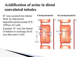 H+
ions secreted into tubular
fluid by aldosterone
dependent proton pump H+
K+
ATPase of I cells,
It pumps H+
ions into lumen
of tubules in exchange for K⁺
ions that enter I cells.
Acidification of urine in distal
convoluted tubules
 