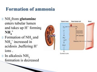 NH3
from glutamine
enters tubular lumen
and takes up H+
forming
NH4
+
Formation of NH3
and
NH4
+
increased in
acidosis ,buffering H+
ions .
In alkalosis NH3
formation is decreased
Formation of ammonia
 