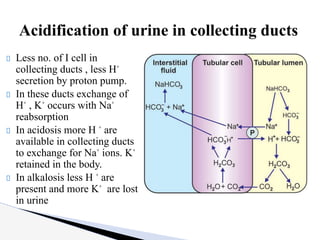 Less no. of I cell in
collecting ducts , less H⁺
secretion by proton pump.
In these ducts exchange of
H⁺ , K⁺ occurs with Na⁺
reabsorption
In acidosis more H ⁺ are
available in collecting ducts
to exchange for Na⁺ ions. K⁺
retained in the body.
In alkalosis less H ⁺ are
present and more K⁺ are lost
in urine
Acidification of urine in collecting ducts
 