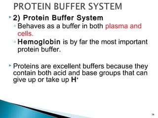 Protein Buffer Example Acid base balance | PPT