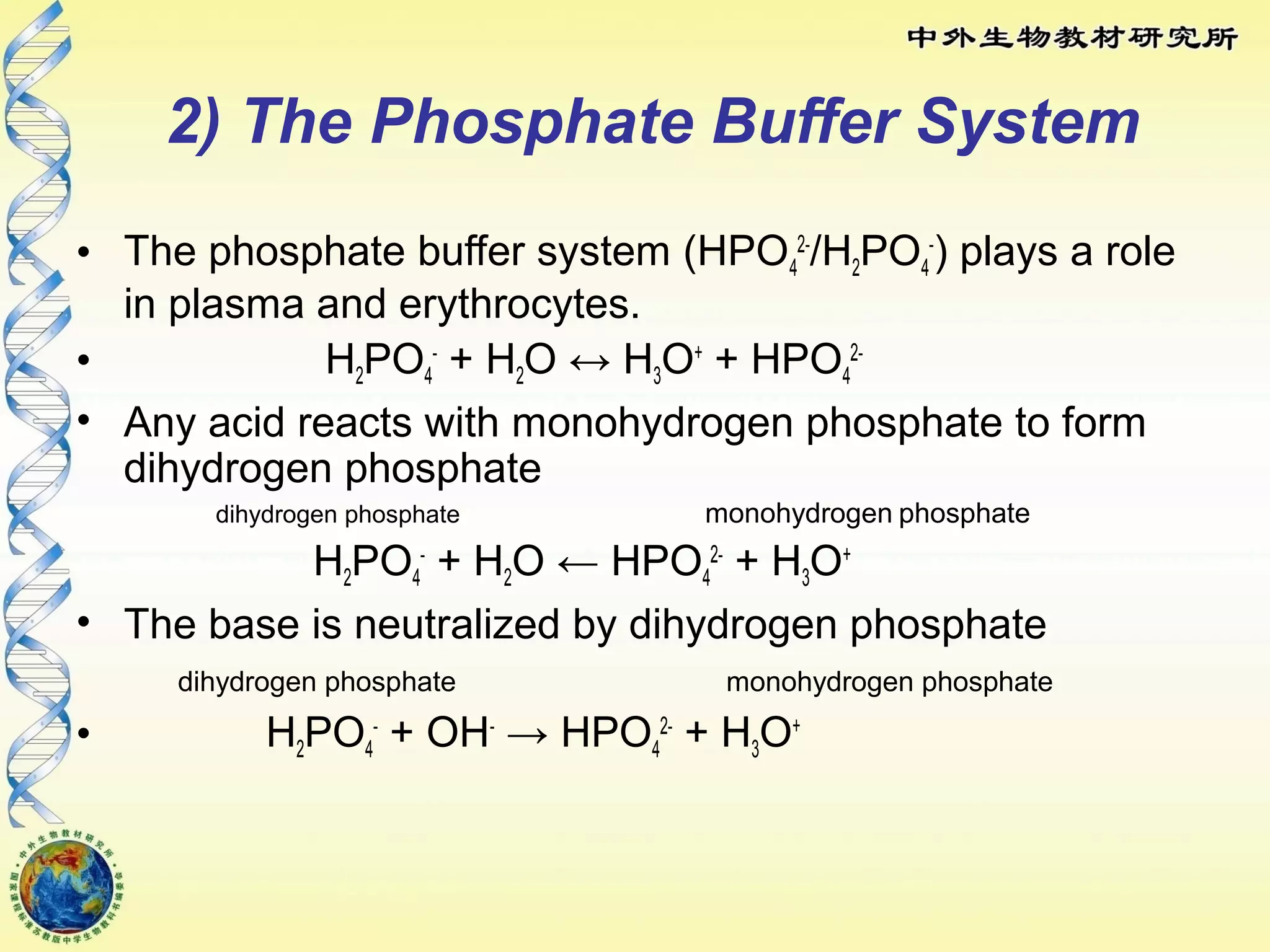 2) The Phosphate Buffer System
• The phosphate buffer system (HPO4
2-
/H2PO4
-
) plays a role
in plasma and erythrocytes.
• H2PO4
-
+ H2O ↔ H3O+
+ HPO4
2-
• Any acid reacts with monohydrogen phosphate to form
dihydrogen phosphate
dihydrogen phosphate monohydrogen phosphate
H2PO4
-
+ H2O ← HPO4
2-
+ H3O+
• The base is neutralized by dihydrogen phosphate
dihydrogen phosphate monohydrogen phosphate
• H2PO4
-
+ OH-
→ HPO4
2-
+ H3O+
 