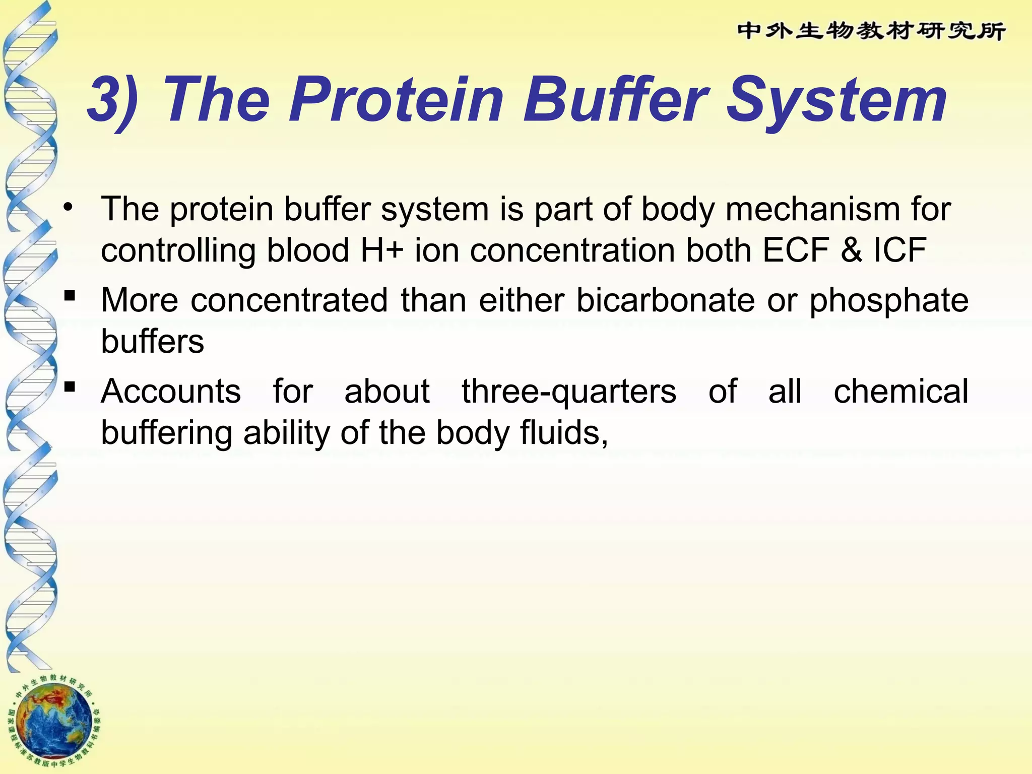 3) The Protein Buffer System
• The protein buffer system is part of body mechanism for
controlling blood H+ ion concentration both ECF & ICF
 More concentrated than either bicarbonate or phosphate
buffers
 Accounts for about three-quarters of all chemical
buffering ability of the body fluids,
 