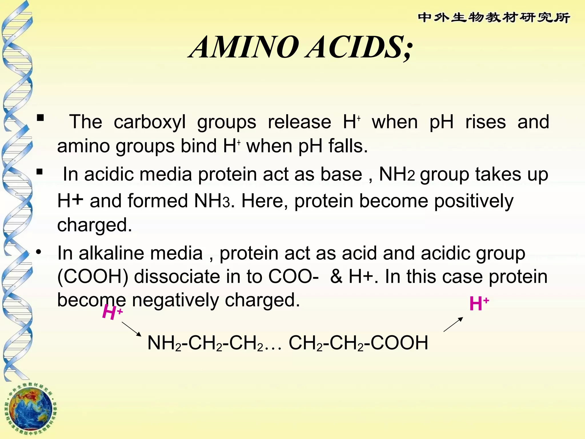 AMINO ACIDS;
 The carboxyl groups release H+
when pH rises and
amino groups bind H+
when pH falls.
 In acidic media protein act as base , NH2 group takes up
H+ and formed NH3. Here, protein become positively
charged.
• In alkaline media , protein act as acid and acidic group
(COOH) dissociate in to COO- & H+. In this case protein
become negatively charged.
NH2-CH2-CH2… CH2-CH2-COOH
H+ H+
 