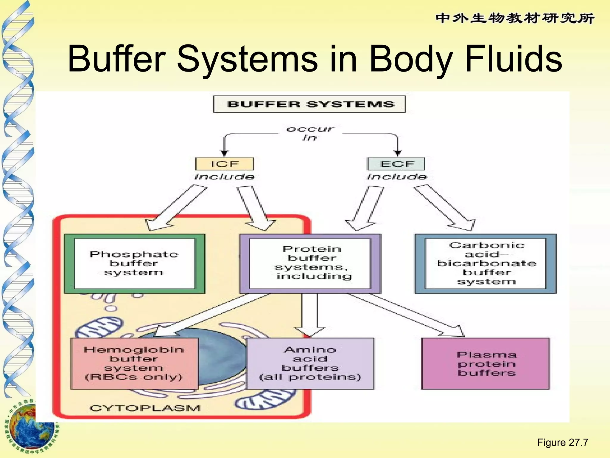 Buffer Systems in Body Fluids
Figure 27.7
 