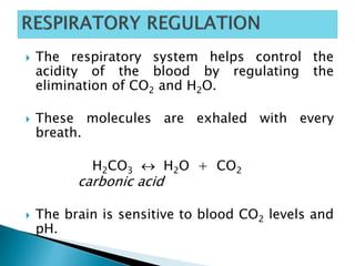  The respiratory system helps control the
acidity of the blood by regulating the
elimination of CO2 and H2O.
 These molecules are exhaled with every
breath.
H2CO3  H2O + CO2
carbonic acid
 The brain is sensitive to blood CO2 levels and
pH.
 