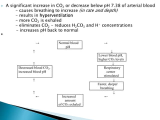 → Normal blood
pH
→
↑ ↓
Lower blood pH,
higher CO2 levels
↑ ↓
Decreased blood CO2,
increased blood pH
Respiratory
center
stimulated
↑ ↓
Faster, deeper
breathing
↑ ↓
← Increased
amount
of CO2 exhaled
←
 