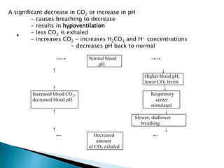 A significant decrease in CO2 or increase in pH
- causes breathing to decrease
- results in hypoventilation
- less CO2 is exhaled
- increases CO2 - increases H2CO3 and H+ concentrations
- decreases pH back to normal
→→ Normal blood
pH
→→
↑ ↓
Higher blood pH,
lower CO2 levels
↑ ↓
Increased blood CO2,
decreased blood pH
Respiratory
center
stimulated
↑ ↓
Slower, shallower
breathing
↑ ↓
← Decreased
amount
of CO2 exhaled
←
 