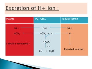 Plasma PCT CELL Tubular lumen
Na+
HCO3
-
( alkali is recovered )
Na+
HCO3
- + H+
H2CO3
CA
CO2 + H2O
Na+
H+
Excreted in urine
 