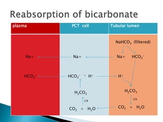 plasma PCT cell Tubular lumen
Na+
HCO3
-
Na+
HCO3
- + H+
H2CO3
CA
CO2 + H2O
NaHCO3 (filtered)
Na+ HCO3
-
H+
H2CO3
CA
CO2 + H2O
 