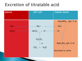 plasma DCT cell tubular lumen
Na+
HCO3
-
Na+
HCO3
- + H+
H2CO3
CA
CO2 + H2O
Na2HPO4 (ph-7.4)
Na+
H+
NaH2PO4 (ph-5.4)
Excreted in urine
 