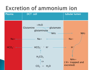 Plasma DCT cell tubular lumen
Na+
HCO3
-
+H2O
Glutamine glutamate
glutaminase
NH3
Na+
HCO3
- + H+
H2CO3
CA
CO2 + H2O
NH3
Na+
H+
NH4+
( H+ trapped and
excreted)
 