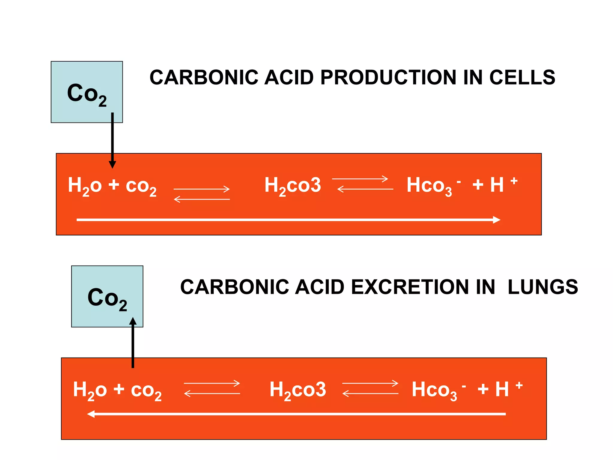 Acid base balance | PDF