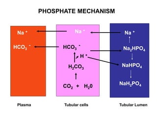 Ppo2 Acid Base Balance Acid base balance | PDF