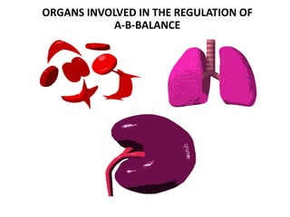 ORGANS INVOLVED IN THE REGULATION OF
A-B-BALANCE
 