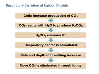 Respiratory Excretion of Carbon Dioxide
 