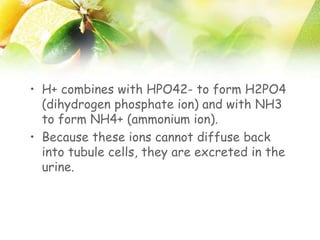• H+ combines with HPO42- to form H2PO4
(dihydrogen phosphate ion) and with NH3
to form NH4+ (ammonium ion).
• Because these ions cannot diffuse back
into tubule cells, they are excreted in the
urine.
 