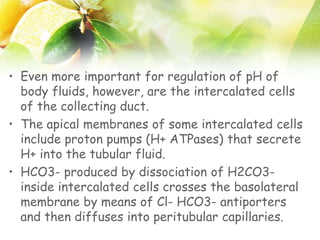• Even more important for regulation of pH of
body fluids, however, are the intercalated cells
of the collecting duct.
• The apical membranes of some intercalated cells
include proton pumps (H+ ATPases) that secrete
H+ into the tubular fluid.
• HCO3- produced by dissociation of H2CO3-
inside intercalated cells crosses the basolateral
membrane by means of Cl- HCO3- antiporters
and then diffuses into peritubular capillaries.
 