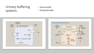 Urinary buffering
systems
• Amonia buffer
• Phosphate buffer
 