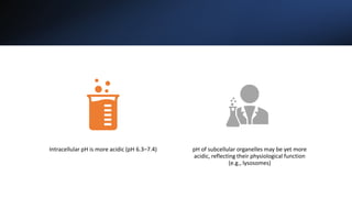 Intracellular pH is more acidic (pH 6.3–7.4) pH of subcellular organelles may be yet more
acidic, reflecting their physiological function
(e.g., lysosomes)
 