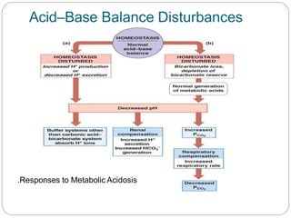 Acid–Base Balance Disturbances
.Responses to Metabolic Acidosis
 