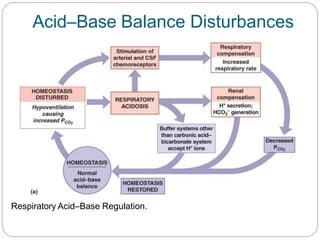 Acid–Base Balance Disturbances
Respiratory Acid–Base Regulation.
 