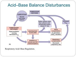 Acid–Base Balance Disturbances
Respiratory Acid–Base Regulation.
 