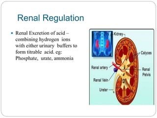 Renal Regulation
 Renal Excretion of acid –
combining hydrogen ions
with either urinary buffers to
form titrable acid. eg:
Phosphate, urate, ammonia
 