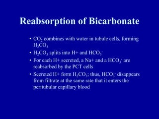 Reabsorption of Bicarbonate
• CO2 combines with water in tubule cells, forming
H2CO3
• H2CO3 splits into H+ and HCO3
-
• For each H+ secreted, a Na+ and a HCO3
- are
reabsorbed by the PCT cells
• Secreted H+ form H2CO3; thus, HCO3
- disappears
from filtrate at the same rate that it enters the
peritubular capillary blood
 