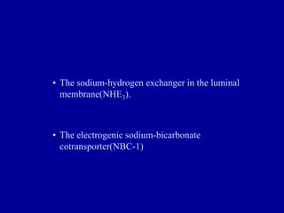 • The sodium-hydrogen exchanger in the luminal
membrane(NHE3).
• The electrogenic sodium-bicarbonate
cotransporter(NBC-1)
 