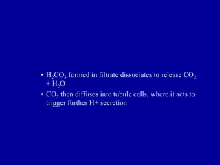 • H2CO3 formed in filtrate dissociates to release CO2
+ H2O
• CO2 then diffuses into tubule cells, where it acts to
trigger further H+ secretion
 