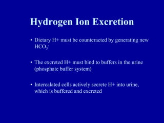Hydrogen Ion Excretion
• Dietary H+ must be counteracted by generating new
HCO3
-
• The excreted H+ must bind to buffers in the urine
(phosphate buffer system)
• Intercalated cells actively secrete H+ into urine,
which is buffered and excreted
 