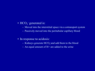 • HCO3
- generated is:
– Moved into the interstitial space via a cotransport system
– Passively moved into the peritubular capillary blood
• In response to acidosis:
– Kidneys generate HCO3
-and add them to the blood
– An equal amount of H+ are added to the urine
 