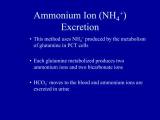 Ammonium Ion (NH4
+)
Excretion
• This method uses NH4
+ produced by the metabolism
of glutamine in PCT cells
• Each glutamine metabolized produces two
ammonium ions and two bicarbonate ions
• HCO3
- moves to the blood and ammonium ions are
excreted in urine
 
