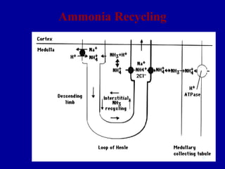 Ammonia Recycling
36
 