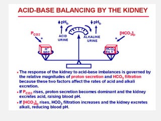 Comprehensive Overview of Acid-Base Balance and Regulation Mechanisms ...