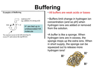 Buffering
• All buffers are weak acids or bases
• Buffers limit change in hydrogen ion
concentration (and so pH) when
hydrogen ions are added or removed
from the solution.
•A buffer is like a sponge. When
hydrogen ions are in excess, the
sponge mops up the extra ions. When
in short supply, the sponge can be
squeezed out to release more
hydrogen ions!
H+
H+
H+
H+
are tied up in
undissociated HA
molecule
 
