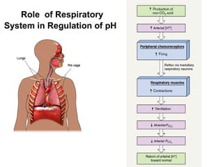 Role of Respiratory
System in Regulation of pH
 