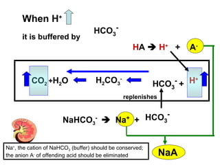 H+H2CO3
-
HCO3
-
+CO2 +H2O
When H+
it is buffered by
HCO3
-
HA  H+
+ A-
NaHCO3
-
 Na+
+ HCO3
-
replenishes
NaA
Na+
, the cation of NaHCO3 (buffer) should be conserved;
the anion A-
of offending acid should be eliminated
 