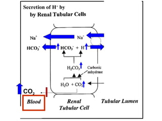 Filtered
CO2
Secretion of H+
by
 